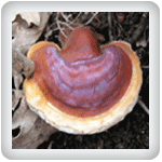 Reishi Mushroom