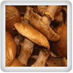 Brown Portobello Agaricus Mushrooms