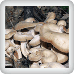 Medicinal Oyster Mushrooms