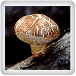 Shitake Mushroom